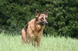 BERGER ALLEMAND 1210